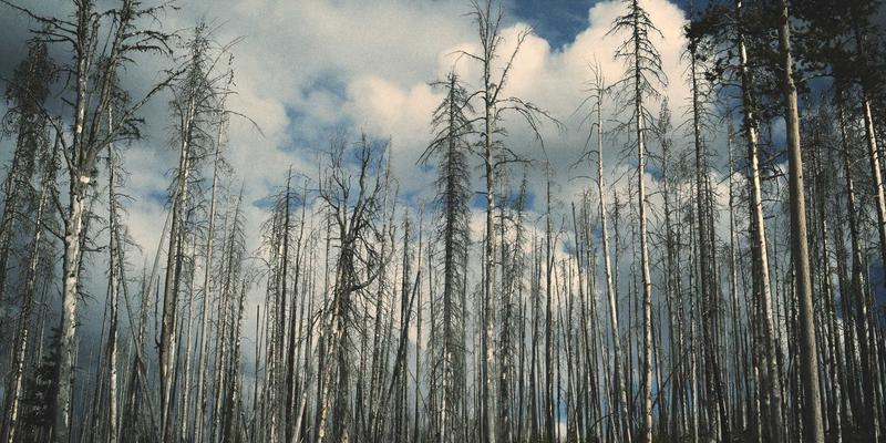 亲子教育95：融合科学育儿经验，护航儿童成长黄金期