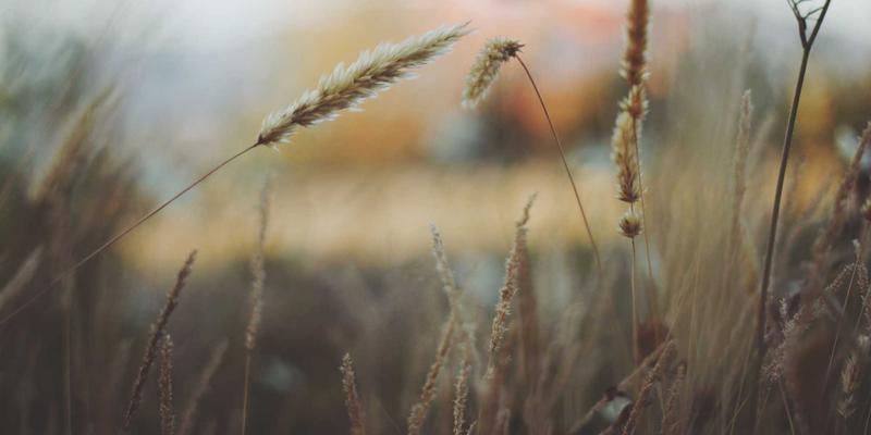 家庭教育如何塑造儿童社交技能：从家庭互动到同伴交往的成长阶梯