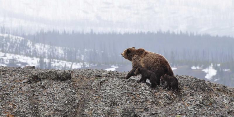 成为孩子的情绪教练：父母如何引导孩子识别、表达与调节复杂情绪