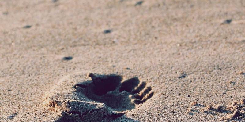 数字化时代的亲子关系挑战：平衡屏幕时间与家庭互动的育儿智慧